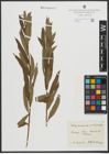 Foto von Salix purpurea L. x Salix viminalis L.